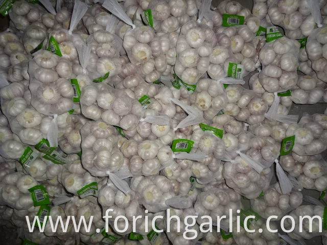 Best Regular White Garlic